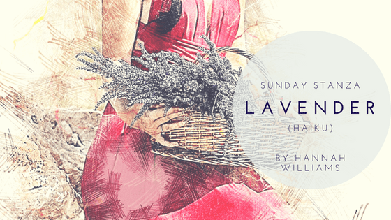 Sunday Stanza: Poem Thirty Seven- Lavender (Haiku) By Hannah&nbsp;Williams